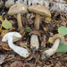 Brown Birch-Bolete - Photo (c) Davide Puddu, some rights reserved (CC BY-NC), uploaded by Davide Puddu