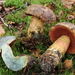 Dotted Stem Bolete - Photo (c) Davide Puddu, some rights reserved (CC BY-NC), uploaded by Davide Puddu