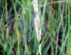 Lestes undulatus