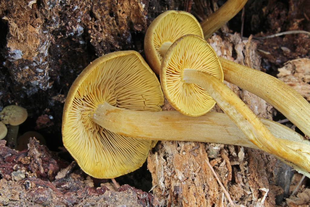 Callistosporium xanthophyllum