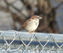Passer domesticus