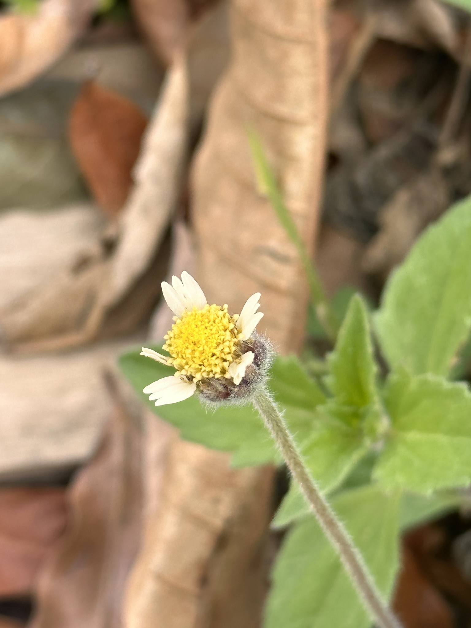Tridax procumbens