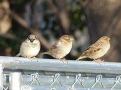 Passer domesticus