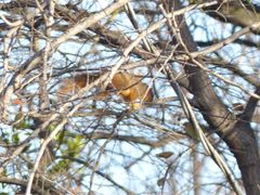 Sciurus niger