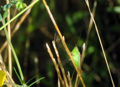 Conocephalus longipes