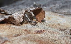 Eurepa marginipennis