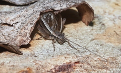 Eurepa marginipennis