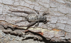 Eurepa marginipennis
