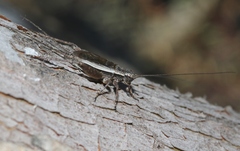 Eurepa marginipennis