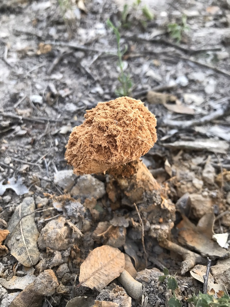 Battarrea phalloides · June 2023 · photo: © tutitah (iNaturalist, cc0)