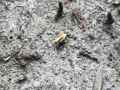 Tubuca coarctata