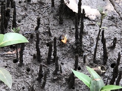 Tubuca coarctata
