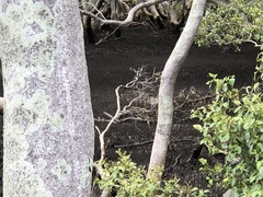 Todiramphus sordidus