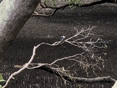 Todiramphus sordidus