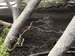 Todiramphus sordidus