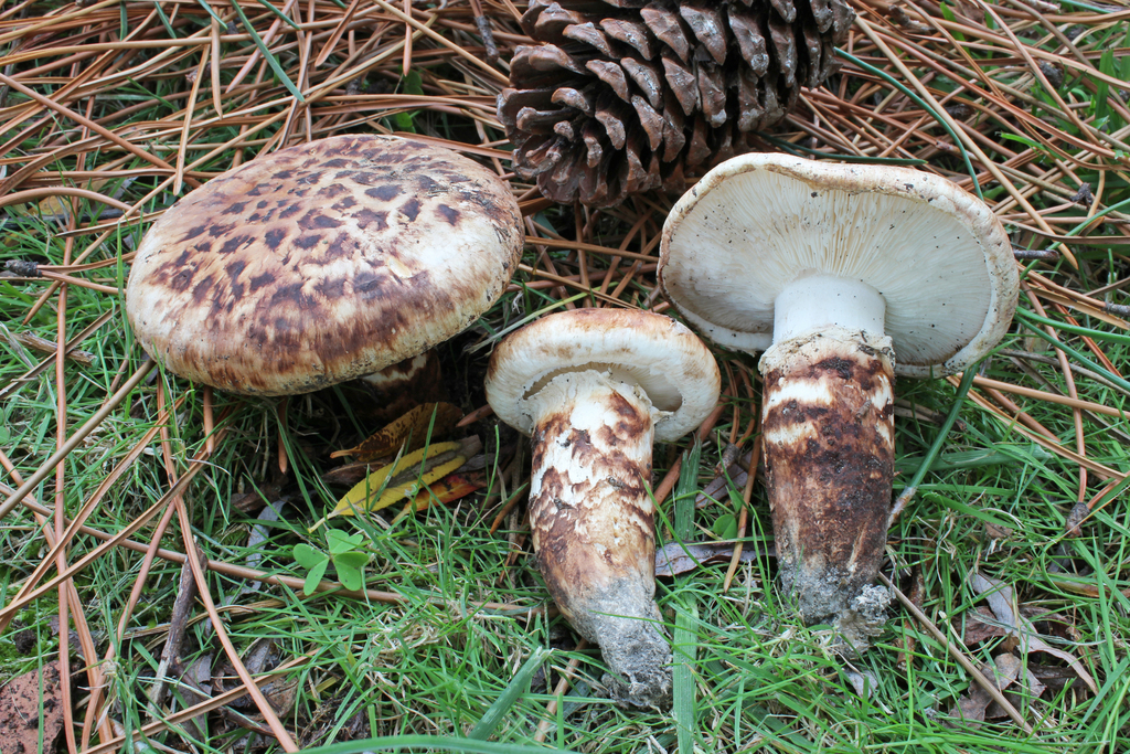 False Matsutake (Fungi And Lichens Of South Mountain Reservation ...