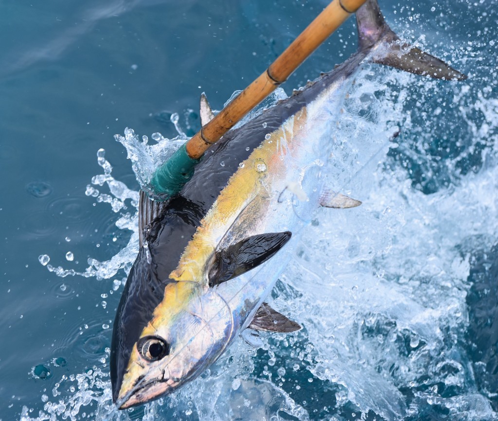 Blackfin Tuna (Saltwater Fish of Louisiana) · iNaturalist