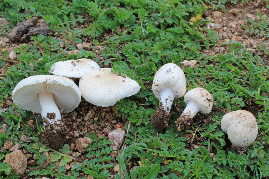 Lepiota oreadiformis