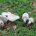 Lepiota oreadiformis - Photo (c) Davide Puddu, some rights reserved (CC BY), uploaded by Davide Puddu