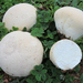 Meadow Puffball - Photo (c) Davide Puddu, some rights reserved (CC BY-NC), uploaded by Davide Puddu