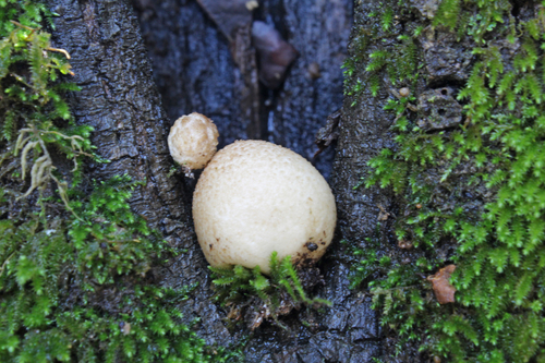 Bryoperdon acuminatum image