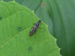 Raphiocera armata