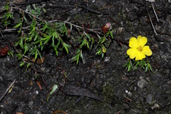 Hibbertia procumbens
