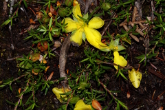 Hibbertia procumbens
