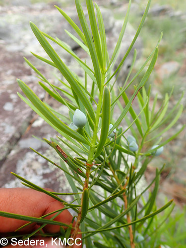 Podocarpus image