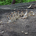 Onygena corvina - Photo (c) Davide Puddu, algunos derechos reservados (CC BY-NC), uploaded by Davide Puddu