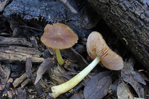 Pluteus romellii — (c) Davide Puddu, some rights reserved (CC BY)