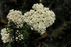 Cassinia aculeata aculeata