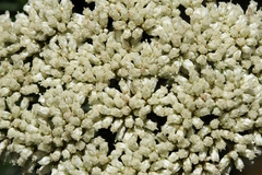 Cassinia aculeata aculeata