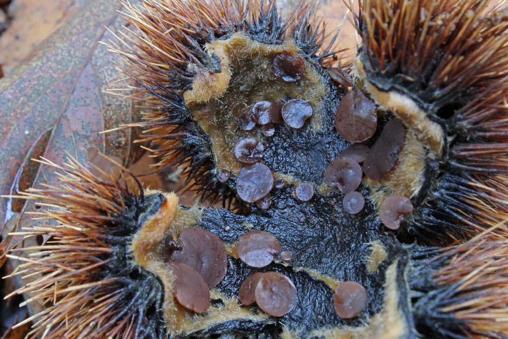 Hairy Nuts Disco