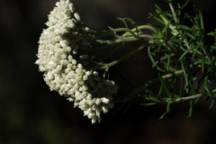 Cassinia aculeata aculeata