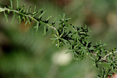 Cassinia aculeata aculeata