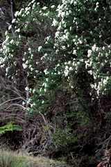 Cassinia aculeata aculeata