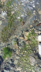 Zostera muelleri