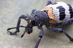 Aegorhinus phaleratus