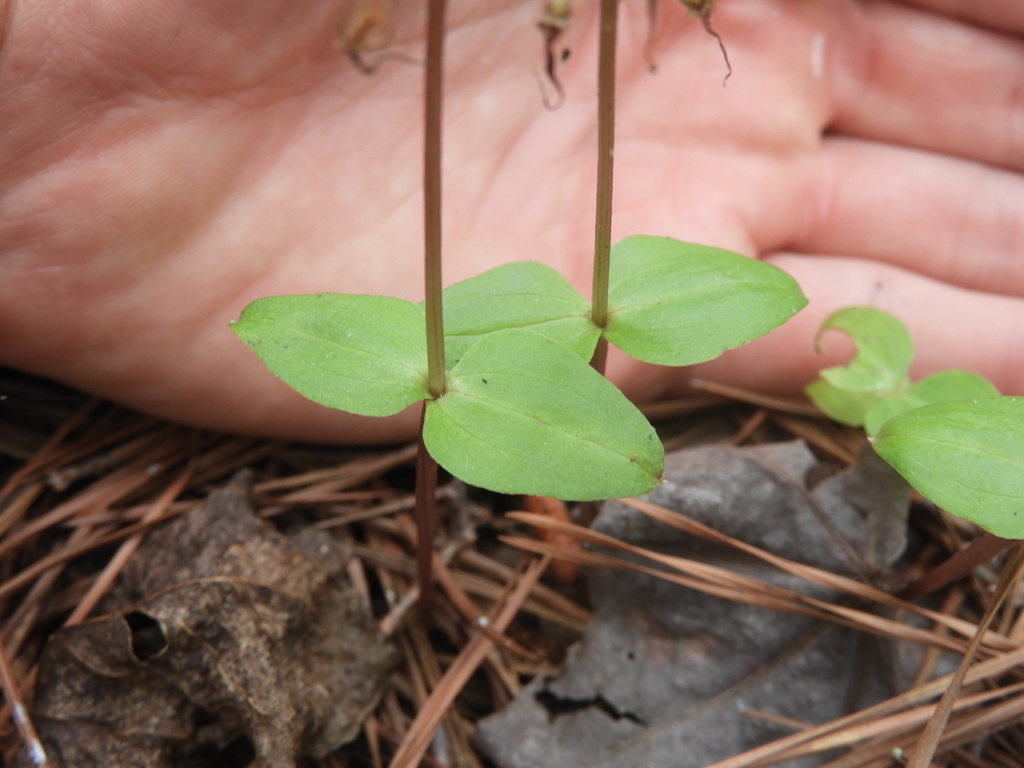 Southern Twayblade from St Inigoes, MD 20684, USA on May 31, 2023 at 11 ...