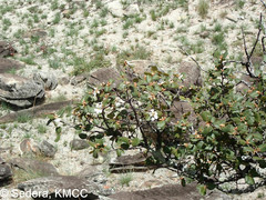 Perrierodendron quartzitorum image