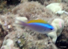 Chromis ovalis