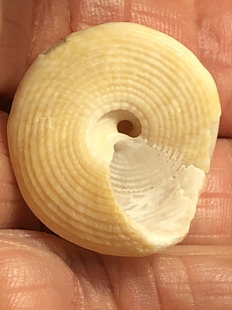 Tampa Bay Top Snail