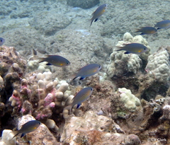 Pycnochromis vanderbilti