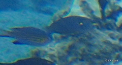 Stethojulis balteata