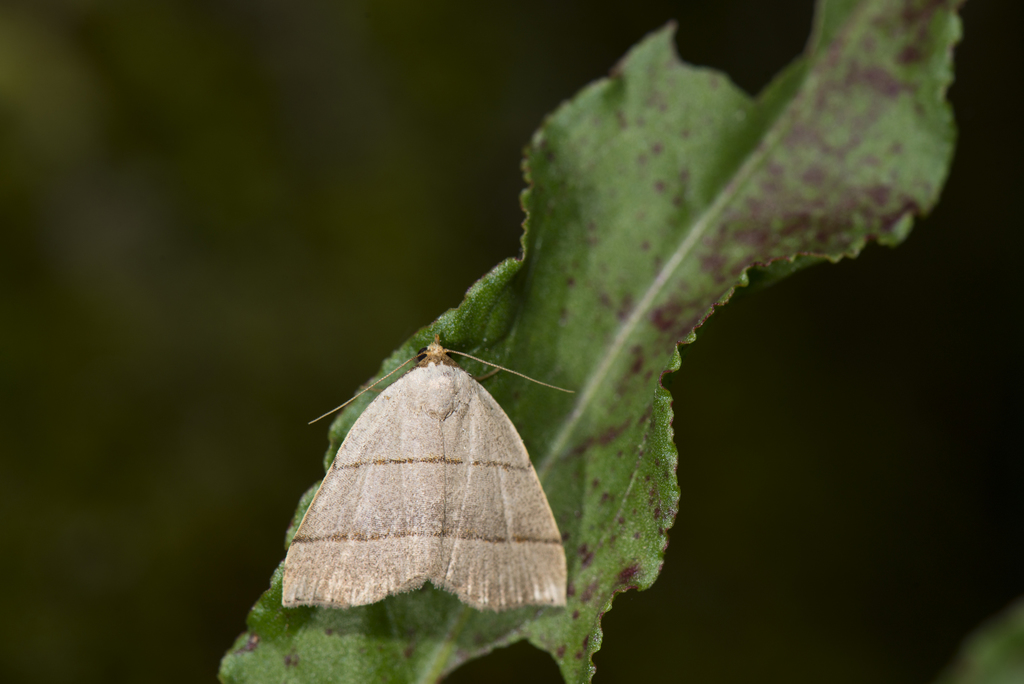Plecoptera siderogramma