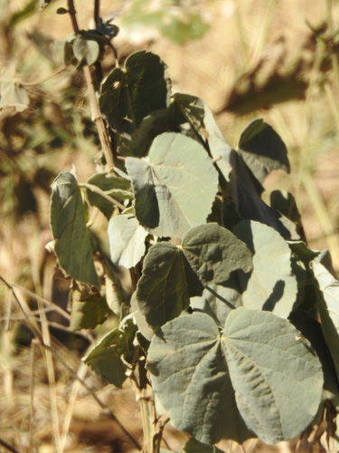 Image of Abutilon angulatum by (c) katuchka, some rights reserved (CC BY)