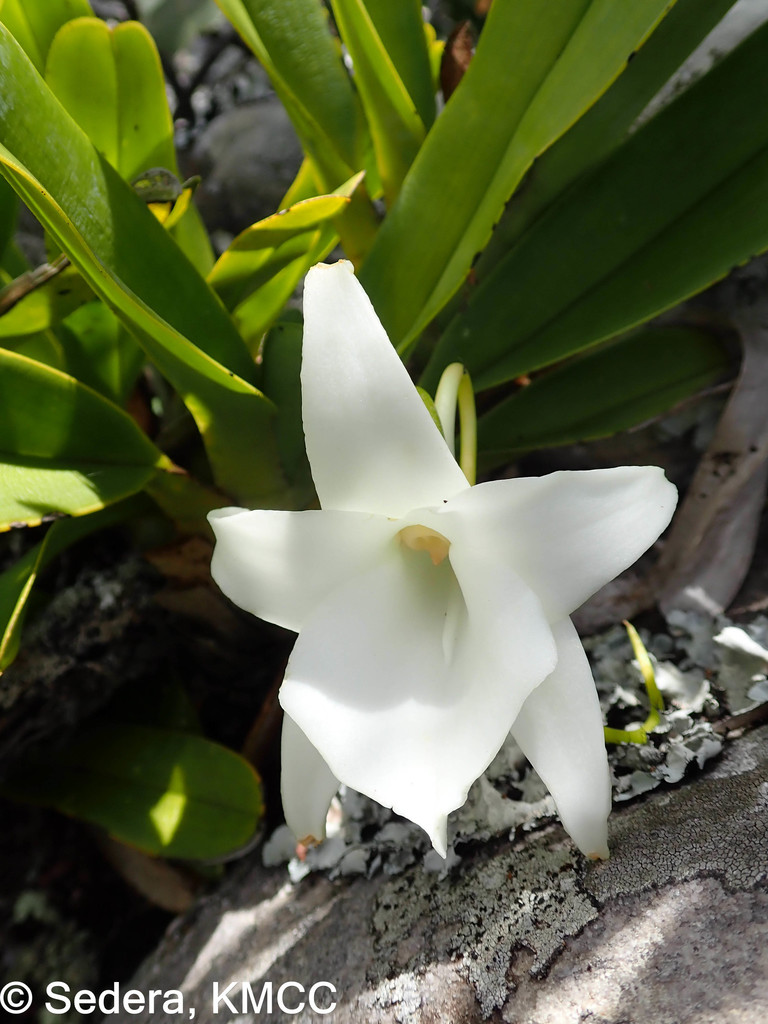 Angraecum magdalenae Schltr. & H.Perrier 4