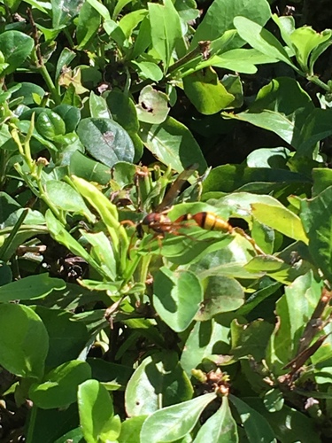 Okinawa Mud Wasp photo 3