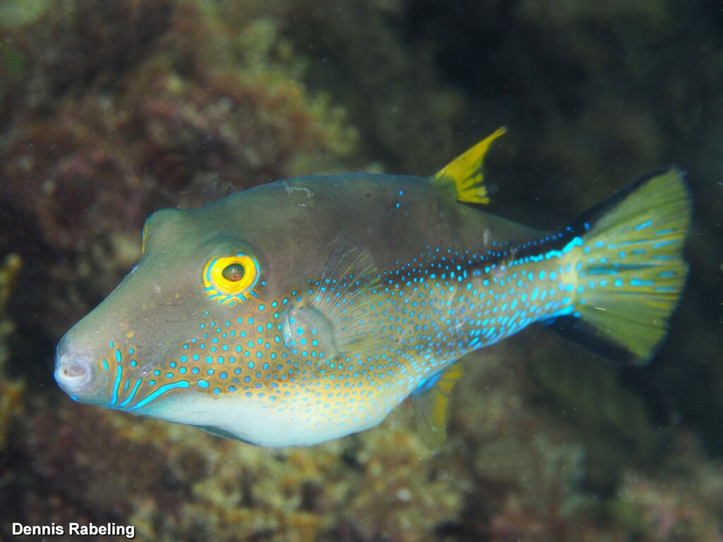 Macaronesian Toby